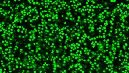 BaAMPs, the first manually curated database of Biofilm-active antimicrobial peptides!