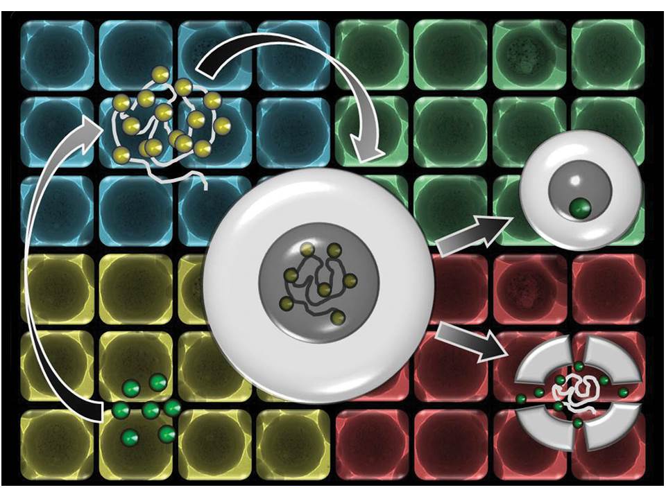 Biodegradable hollow silica nanospheres containing gold nanoparticle arrays