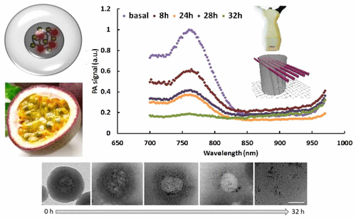 Enhanced Photoacoustic Signal of Passion Fruit-Like Nanoarchitectures in a Biological Environment